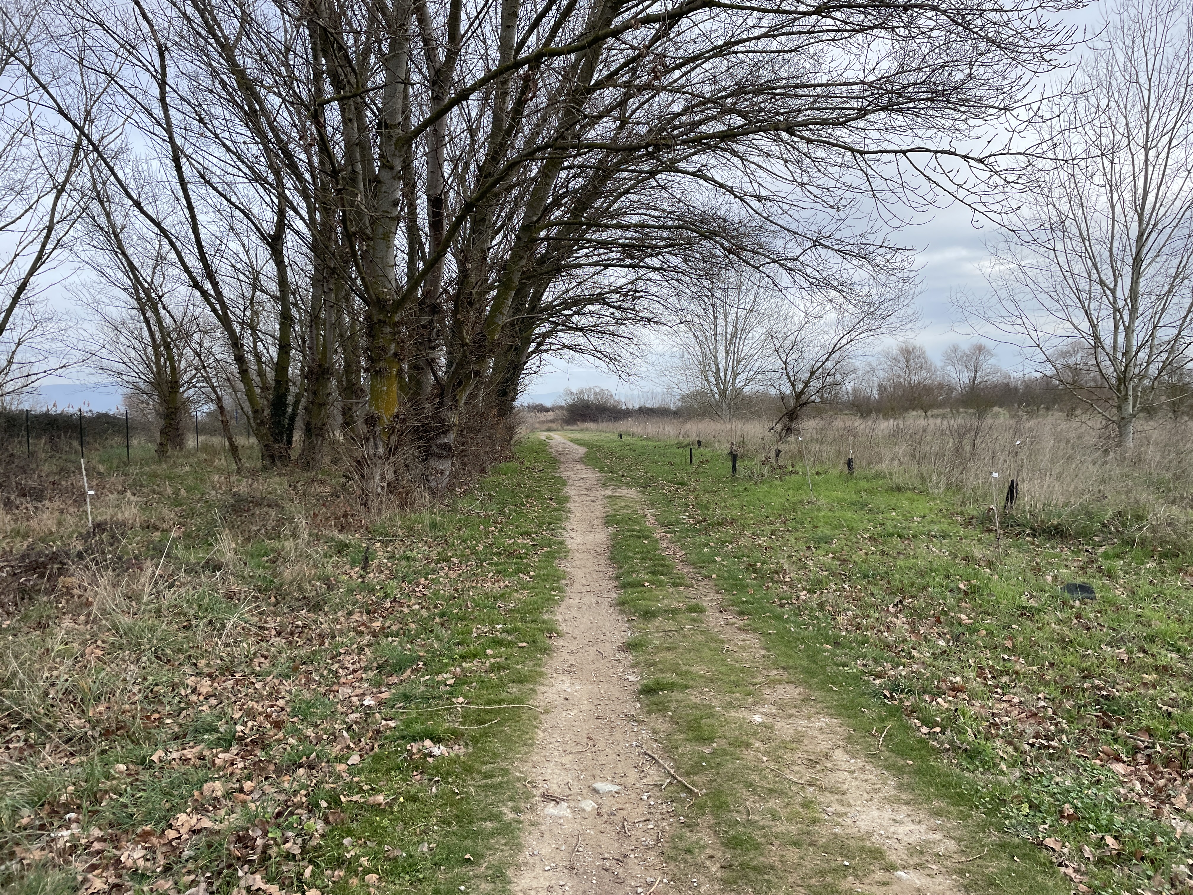 Schotterweg in natürlicher Landschaft. Auf der linken Seite kahle Bäume, auf der rechten Seite Gras und Büsche